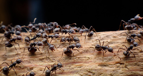 Ant Control & Removal in Binbrook, Ontario