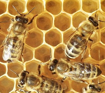 Bee Control