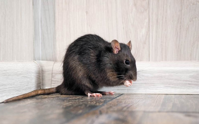 Sure Signs Of A Rat Infestation In Your Property