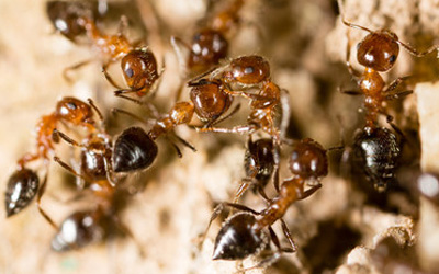 3 Easy Ways To Eliminate The Ant Population