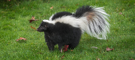 Skunks Removal